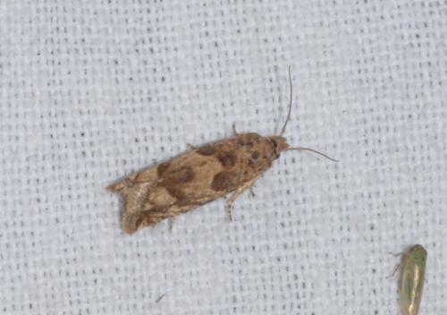 Réf. 267 393 : Pelochrista sp.